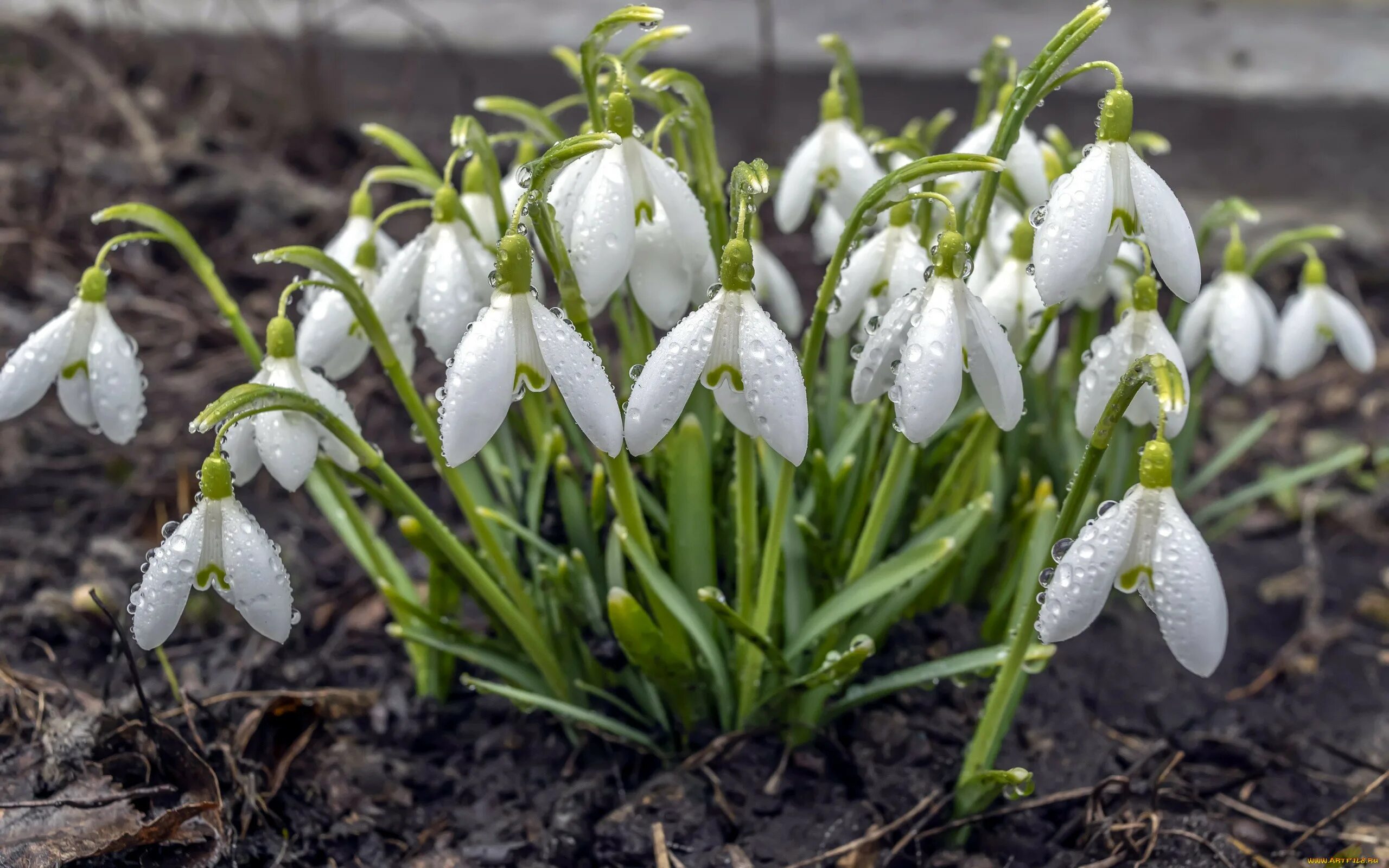 фф подснежник. подснежник тонколистный. подснежник плосколистный. подснежник борткевича. первоцветы (подснежники, крокусы, гиацинты).