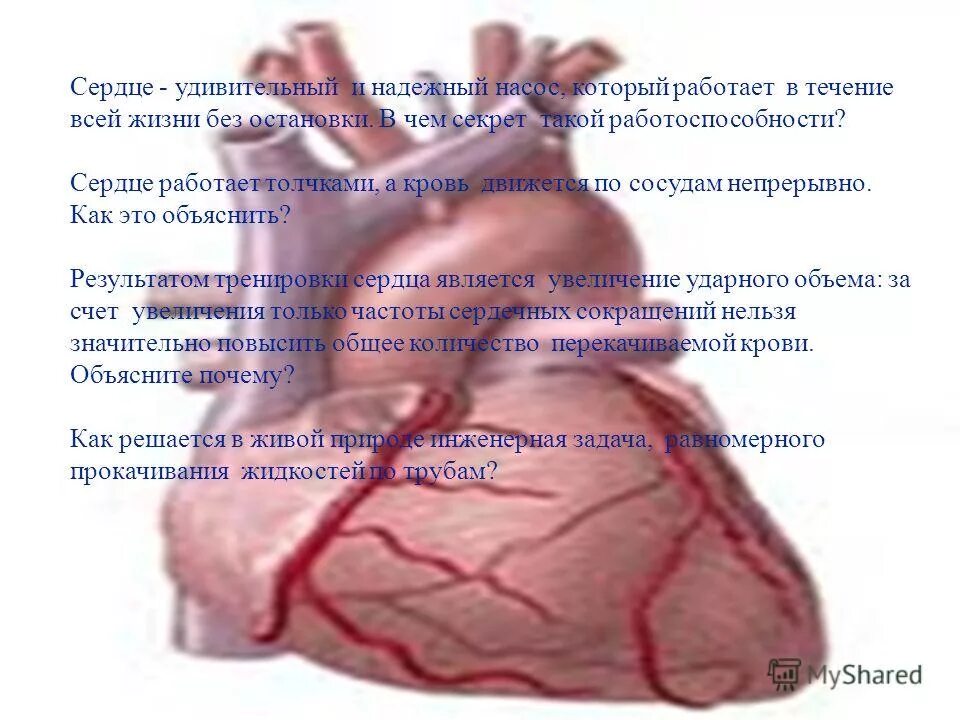 Строение сердца человека. Схема работы сердца. Почему сердце работает. Почему сердце человека работает всю жизнь. Почему сердце работает непрерывно.