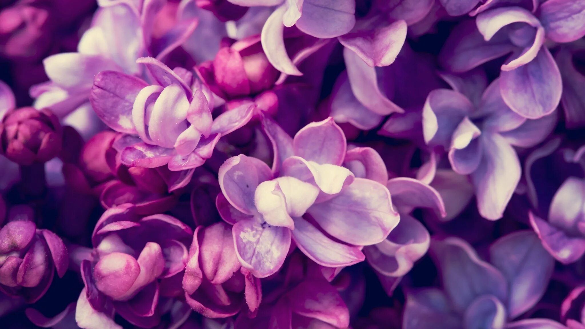 Красивые картинки на обои телефона цветов. Сирень Флауэр перпл. Сирень Роял перпл. Сиреневые цветы. Фиолетовые цветы.