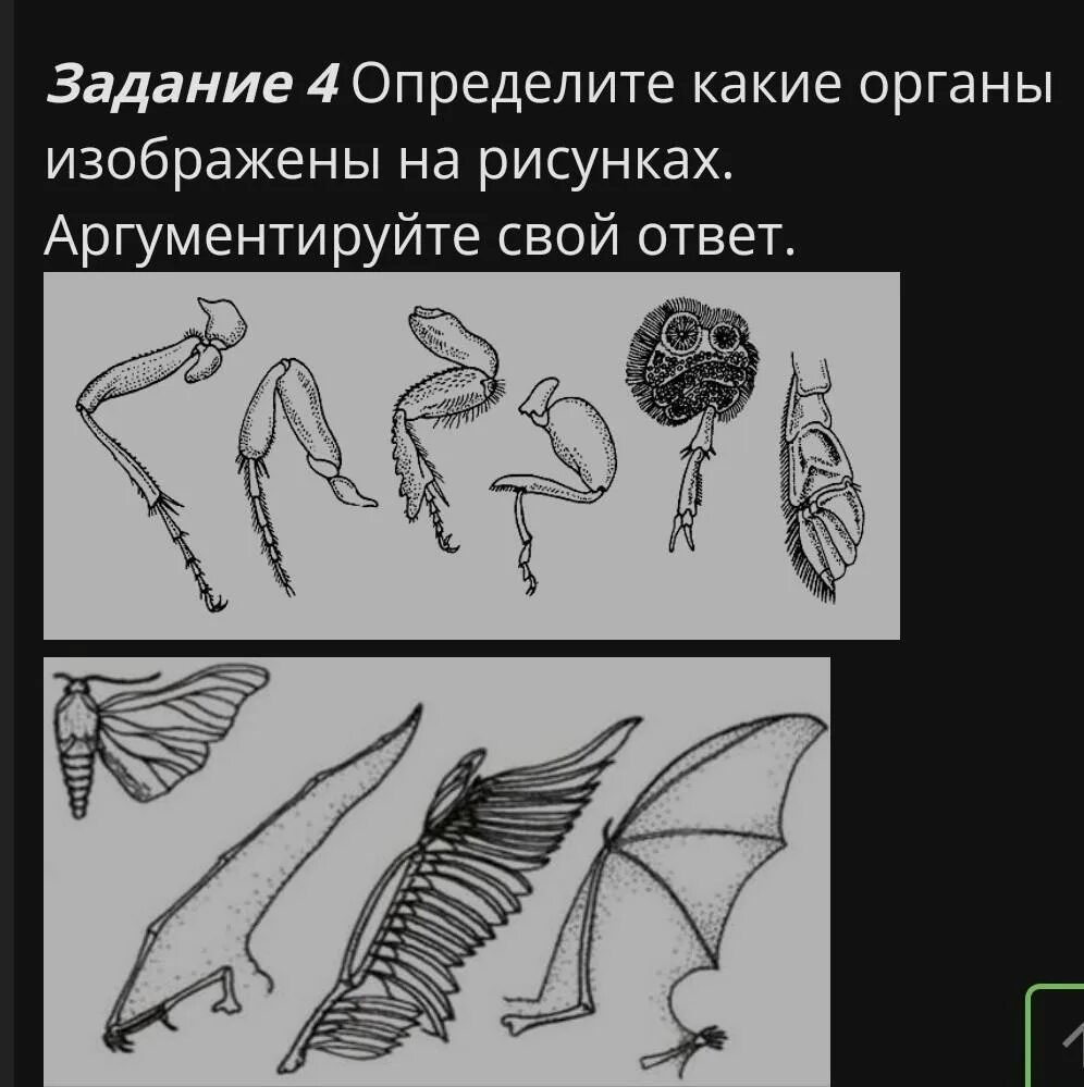 Типы конечностей насекомых. Видоизмененные конечности насекомых. Крыло бабочки и птицы аналогичные органы. Видоизмененные органы конечности.