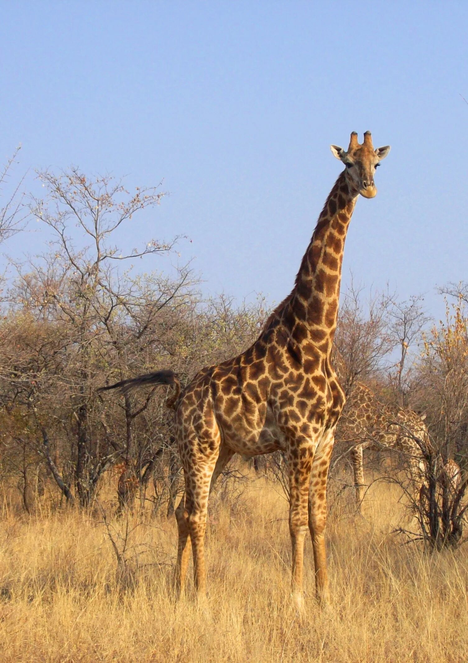 Сафари парк Африка. Животные Юга. Звери Африки. Животные Южной Африки.