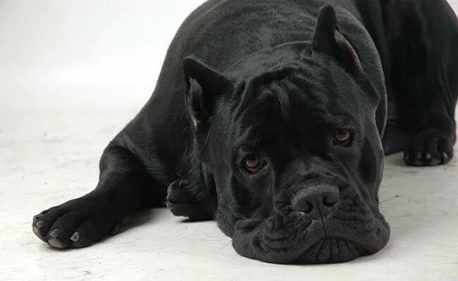 кане корсо пятнистый. кане корсо собака. итальянская порода собак кане корсо. кане корсо о породе характер. сколько живут собаки кане корсо.