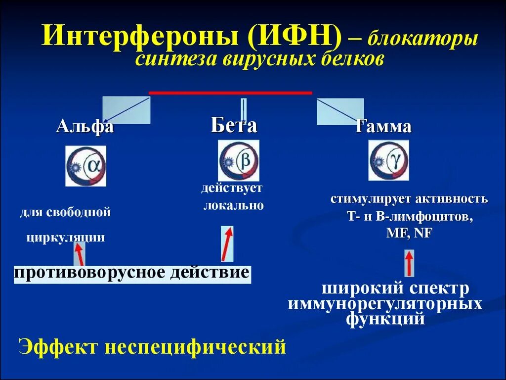 Типы интерферонов. Интерфероны ИФН блокаторы. Механизм действия интерферона. Классификация интерферонов.