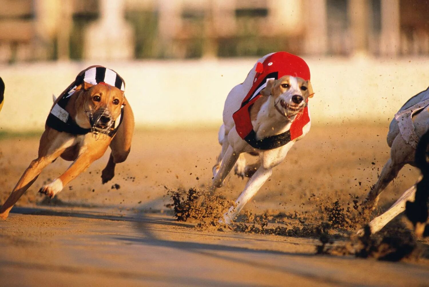 Собаки бегуны. Собачьи бега Грейхаундов. Собаки для гонок. Гонки на собаках. Собака бежит.