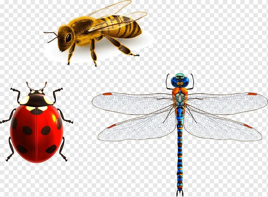 Божья коровка комар. Насекомые на белом фоне. Насекомые на прозрачном фоне. Божья коровка насекомое. Стрекоза и пчела.