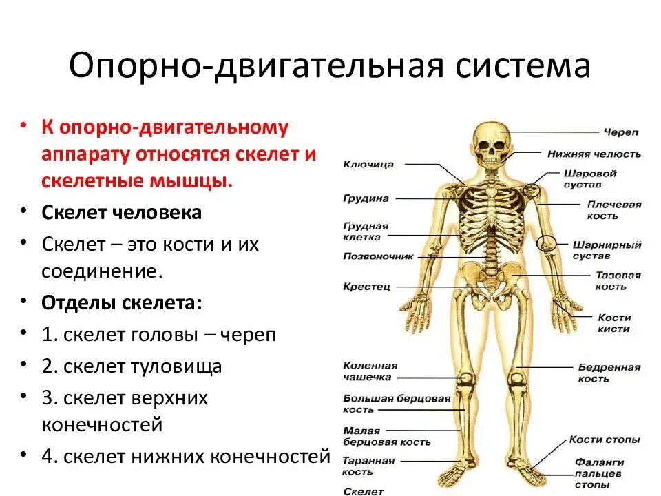 Функции опорно-двигательной системы скелет. Схема строения опорно двигательной системы. Опорно двигательная система кости человека анатомия. Скелет опорно двигательная система 3 класс.