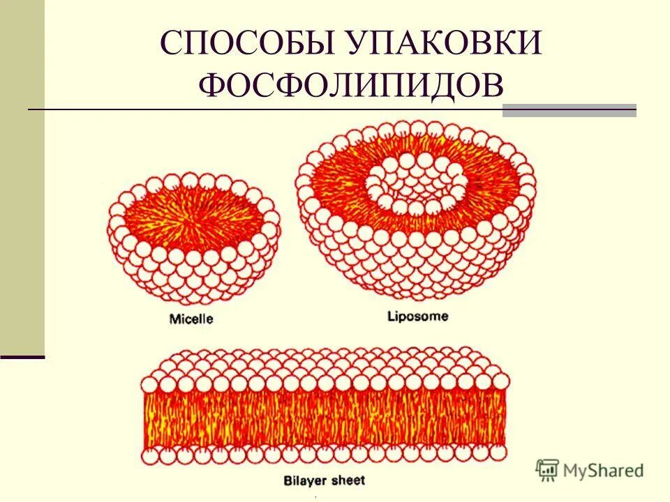 строение цитоплазматической мембраны клетки. входят ли фосфолипиды в состав цитоплазматической мембраны. входят ли фосфолипиды в состав цитоплазматической мембраны. входят ли фосфолипиды в состав цитоплазматической мембраны. входят ли фосфолипиды в состав цитоплазматической мембраны.
