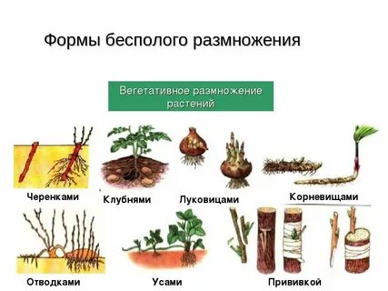 Два типа размножения в природе