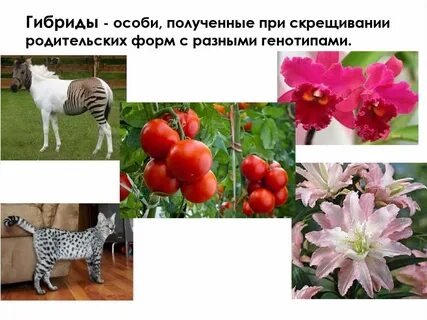 Скрещивание разных линий растений