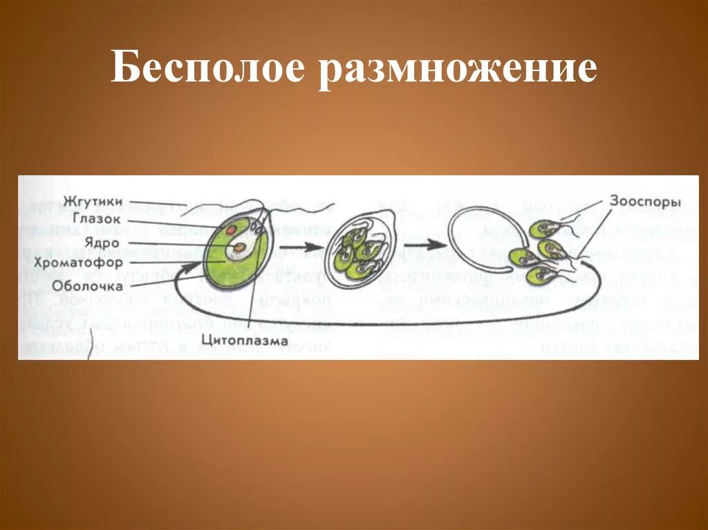 Условия бесполого размножения. Бесполое размножение 5 класс биология. Беспалова размножение. Размножение бесполое размножение. Схематические бесполое размножение.