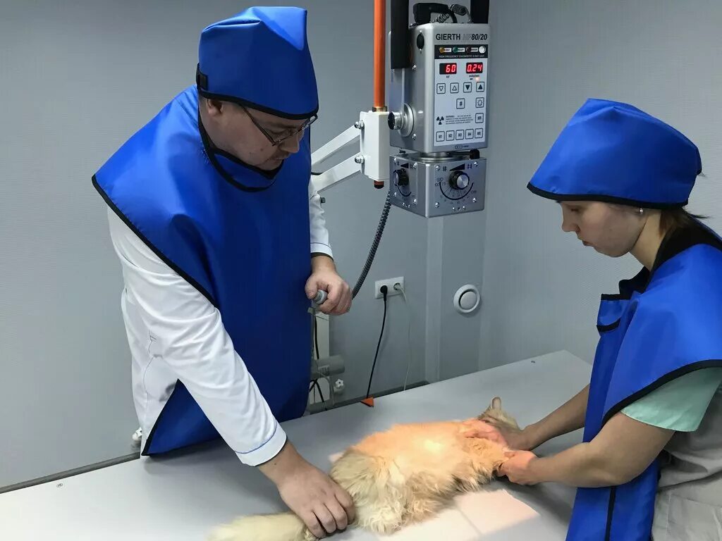 ветврач казань. морозова инна николаевна. гаврилов андрей александрович казань. ветеринарная клиника птицыных. онколог ветеринар москва.