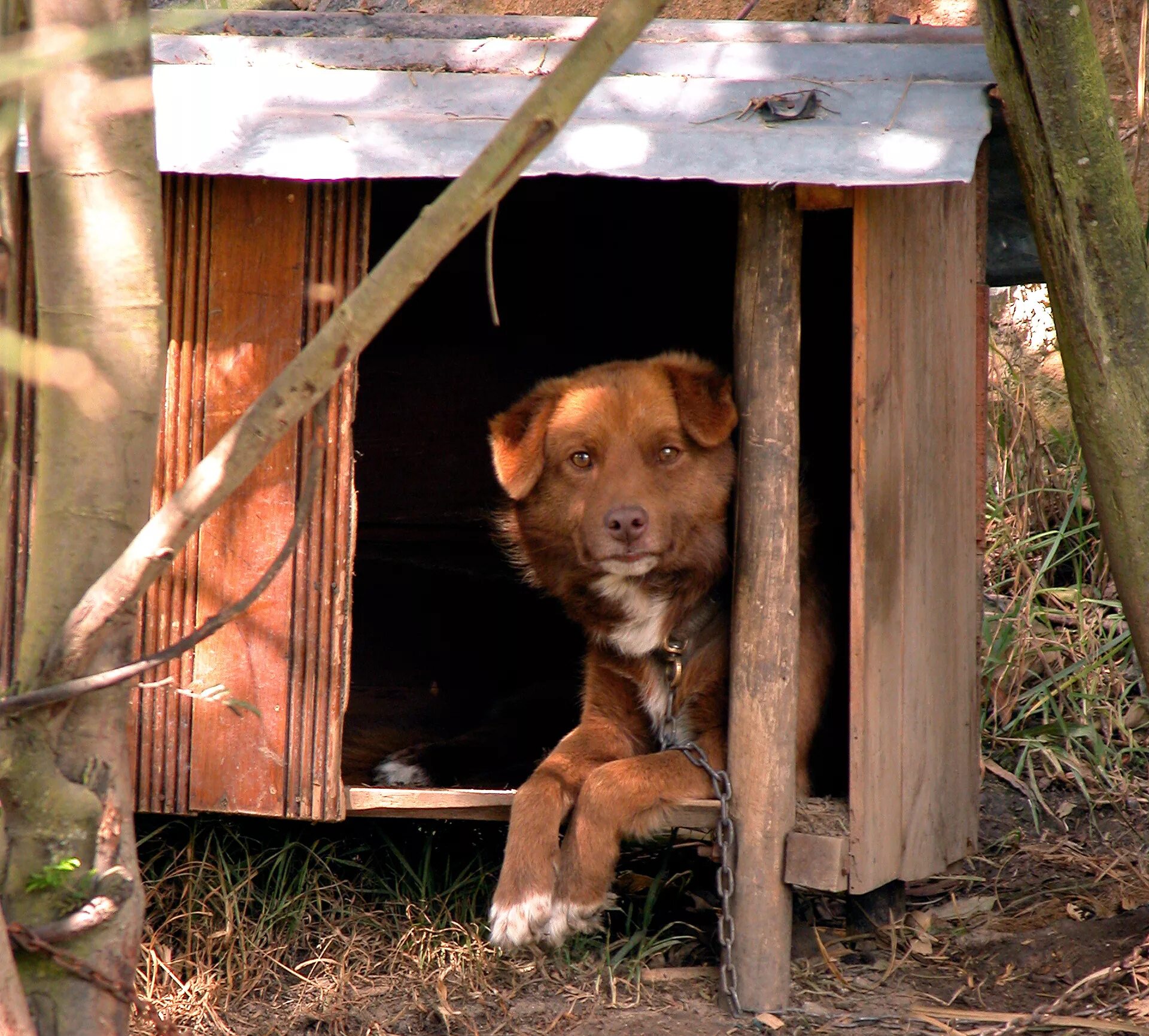 Dog village. Собака с конурой. Будка для собаки. Собака в будке на цепи. Собака в деревне.