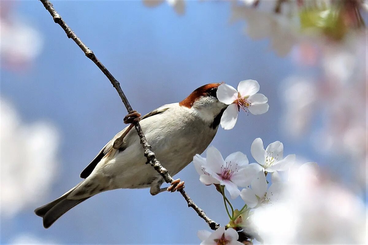 Птицы утром. Птички. Доброе утро воскресенье Весна. Весна птицы. Птица сидит на ветке.