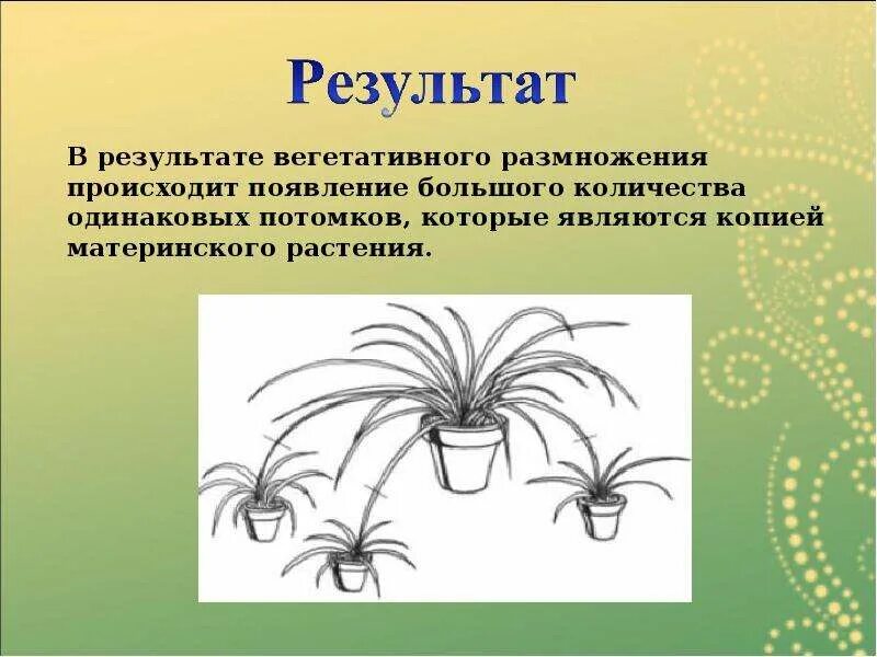 Вегетативное размножение комнатных растений. Презентация на тему вегетативное размножение растений картинки. Вегетативное размножение традесканции лабораторная работа. Вегетативное размножение комнатных растений презентация. Биология 6 класс вегетативное размножение растений лабораторная