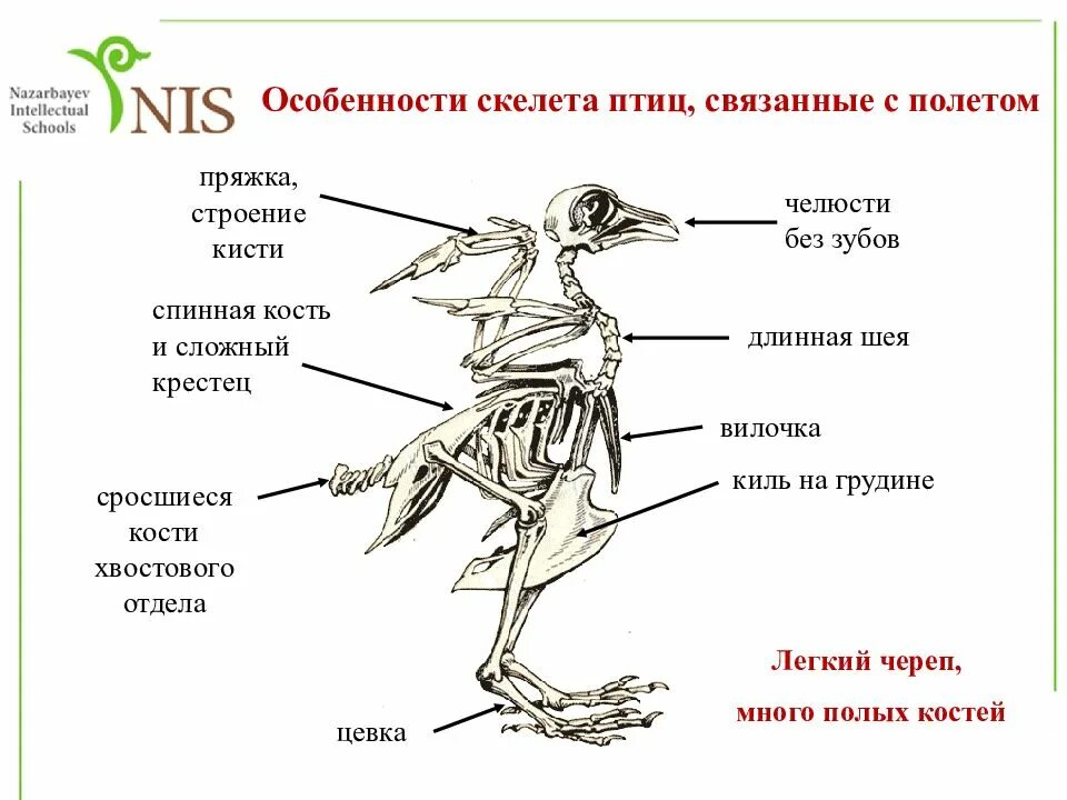 Какими костями образована вилочка. Строение кости скелета птицы. Скелет птицы биология. Приспособление скелета птиц к полету. Строение скелета птицы 7 класс.