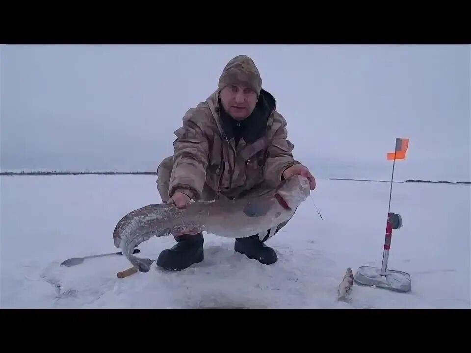 Рыба на севере ловят. Ловля налима. рыбалка на льду. рыба на льду. ледяной охотник рыба.