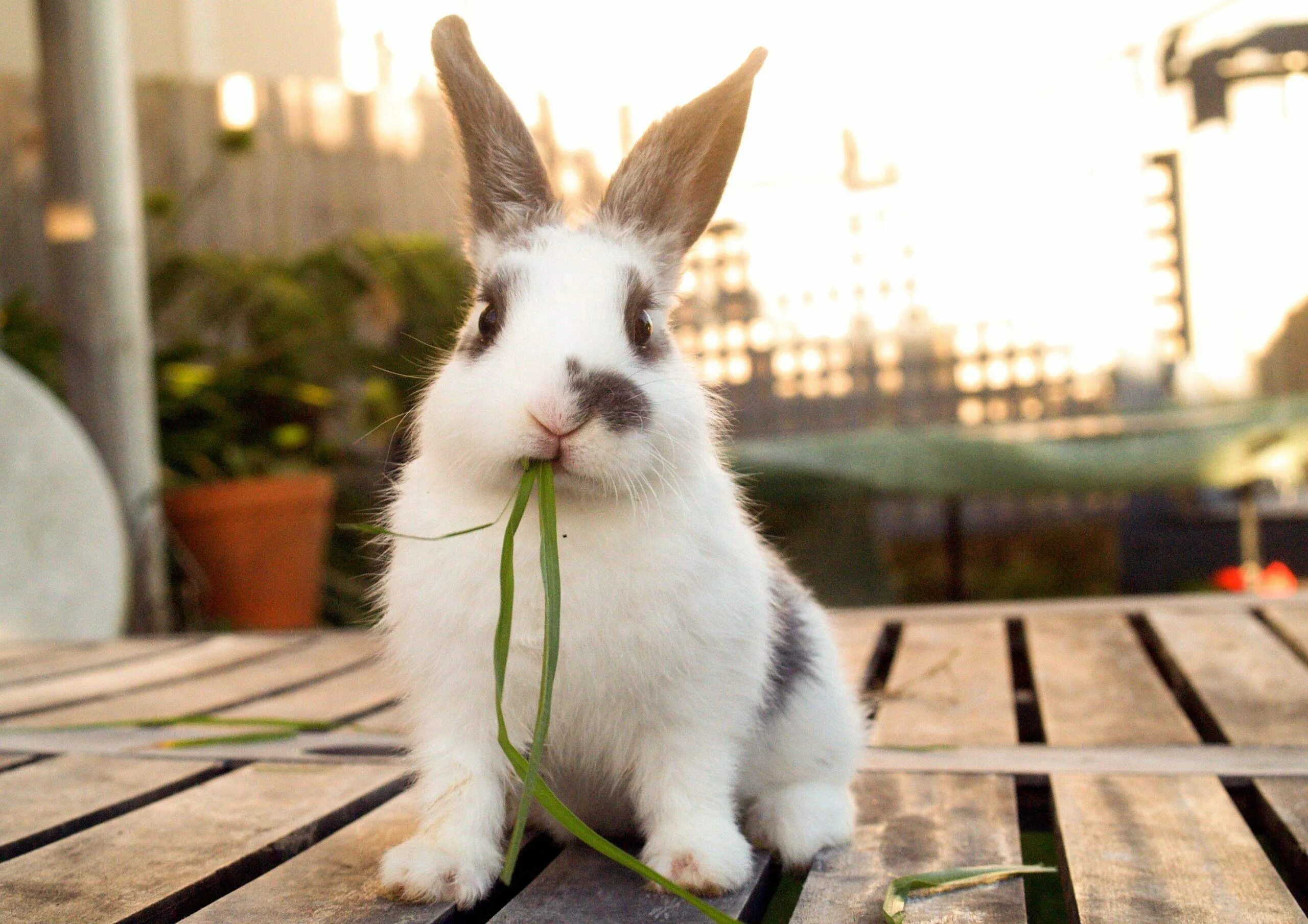 Влюбленные кролики. Кролики с потомством. Bunnies pet. Bunnies pet. Детеныш кролика.