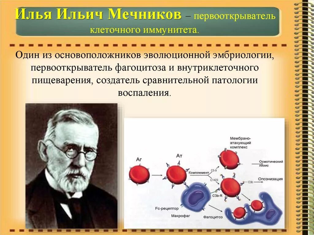 Мечников учение о клеточном иммунитете. Мечников основоположник фагоцитарной теории иммунитета.