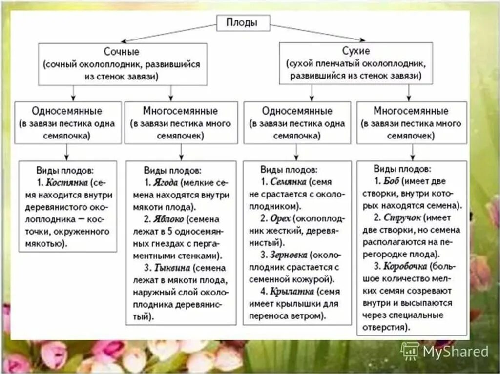 Плоды сухие и сочные односемянные и многосемянные таблица. Классификация семян плодов 6 класс биология. Типы плодов растений 6 класс биология таблица. Таблица классификация плодов биология 6 класс.