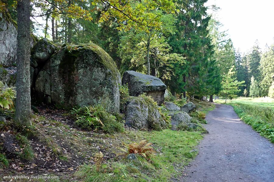 Заказник Кивипарк Выборг. Киви парк Выборг. Каменистая тропа Кивипарк. Парк Монрепо экомаршрут.