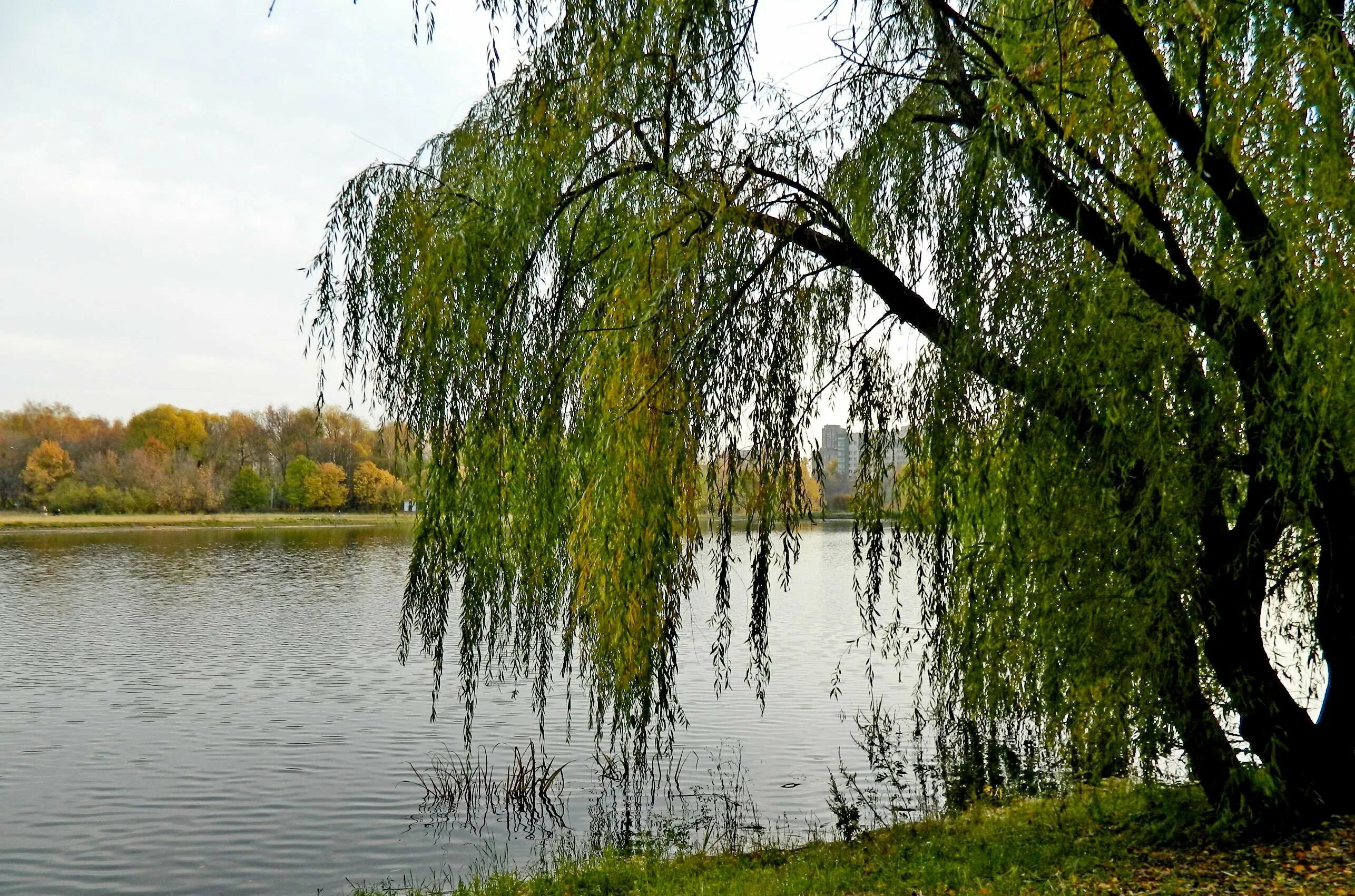 Песня над водой ой над водой. Ива остролистная плакучая. Ива плакучая Кореновск. Плакучая Ива Астрахань. Плакучая Ива у реки.