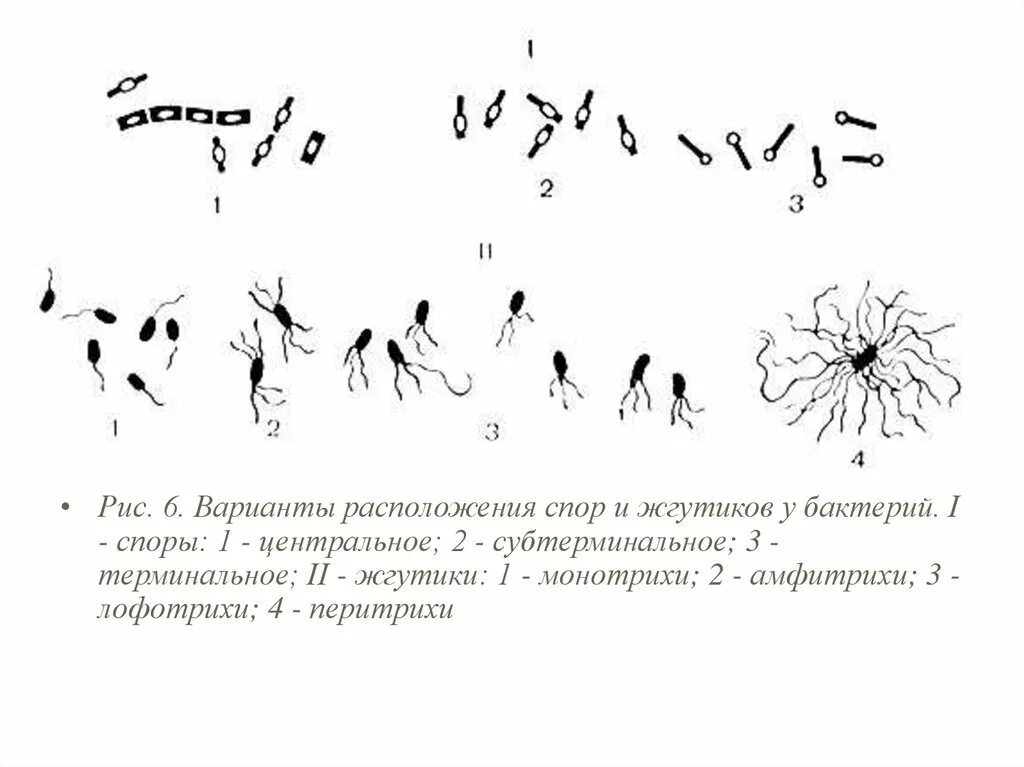 Расположение спор у бактерий. Методы обнаружения жгутиков бактерий. Расположение спор у бацилл. Варианты расположения спор и жгутиков у бактерий. Форма спор бактерий