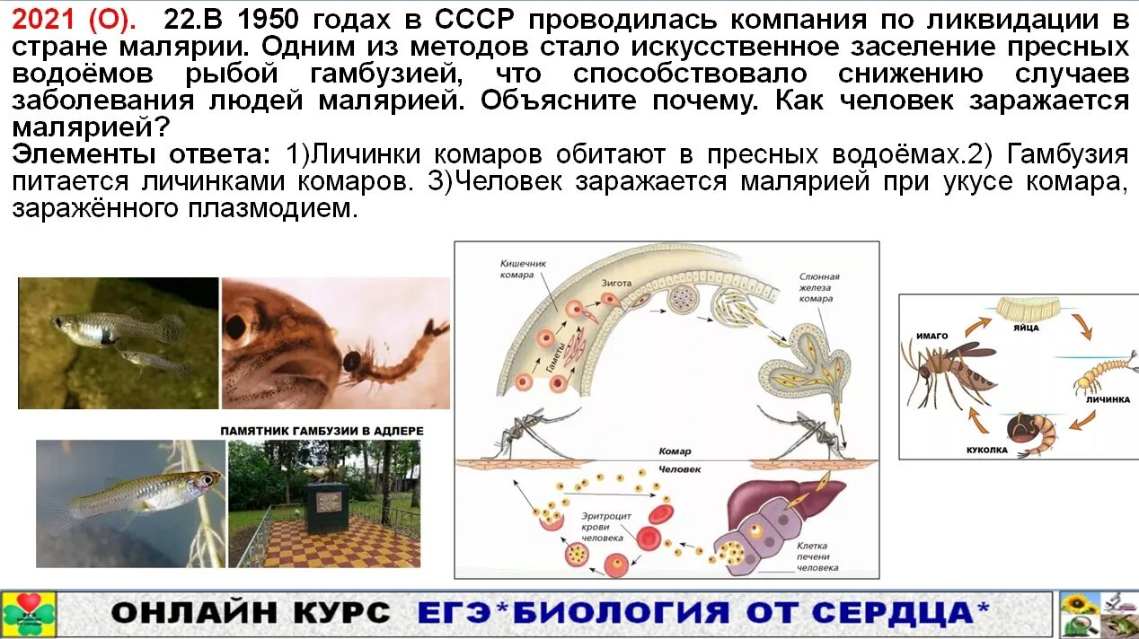 Изменения биология 2023. Задания по анатомии ЕГЭ биология 2023. Клетка ЕГЭ биология 2023. Зоология ЕГЭ биология. Отрицательный контроль ЕГЭ биология.