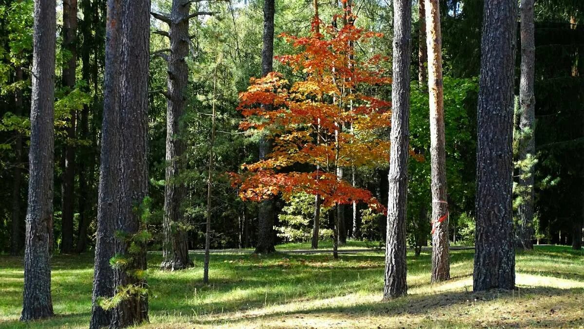 клен рыжежилковый. клен и сосна. сосна, орешник, клён, дуб. сосна клен. береза рябина ель.