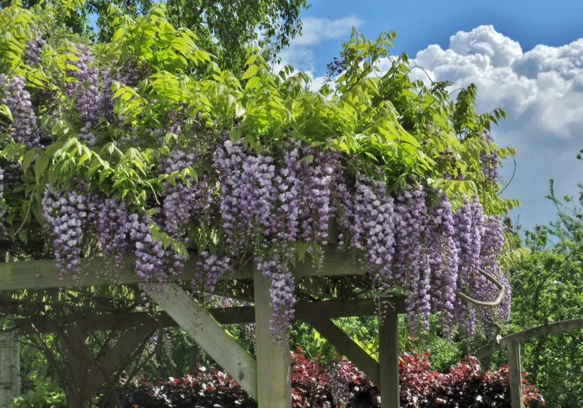 Глициния морозостойкая в подмосковье. Глициния Блю Мун. Глициния Wisteria floribunda. Глициния китайская Блю. Вистерия китайская Глициния.