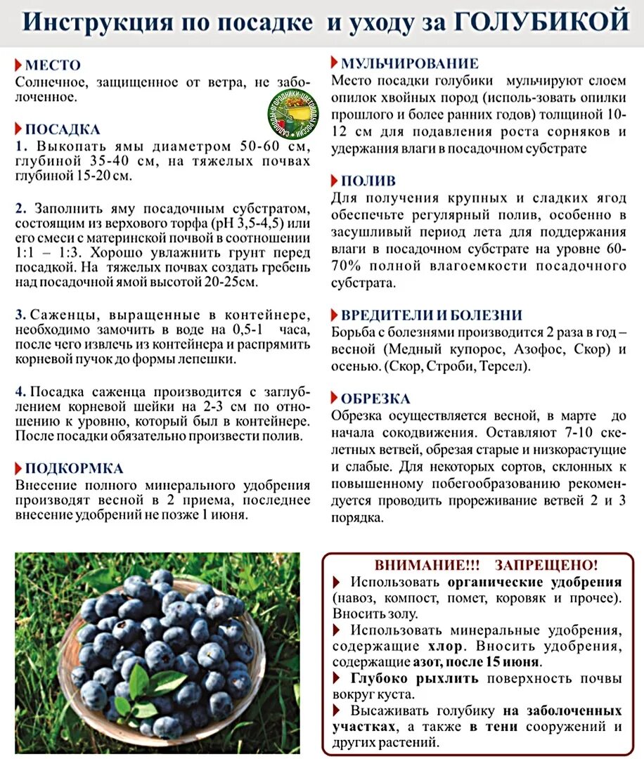 Как сохранить голубику до посадки. Схема подкормки садовой голубики. схема посадки голубики садовой высокорослой. схема удобрений голубики. корневая система голубики садовой.