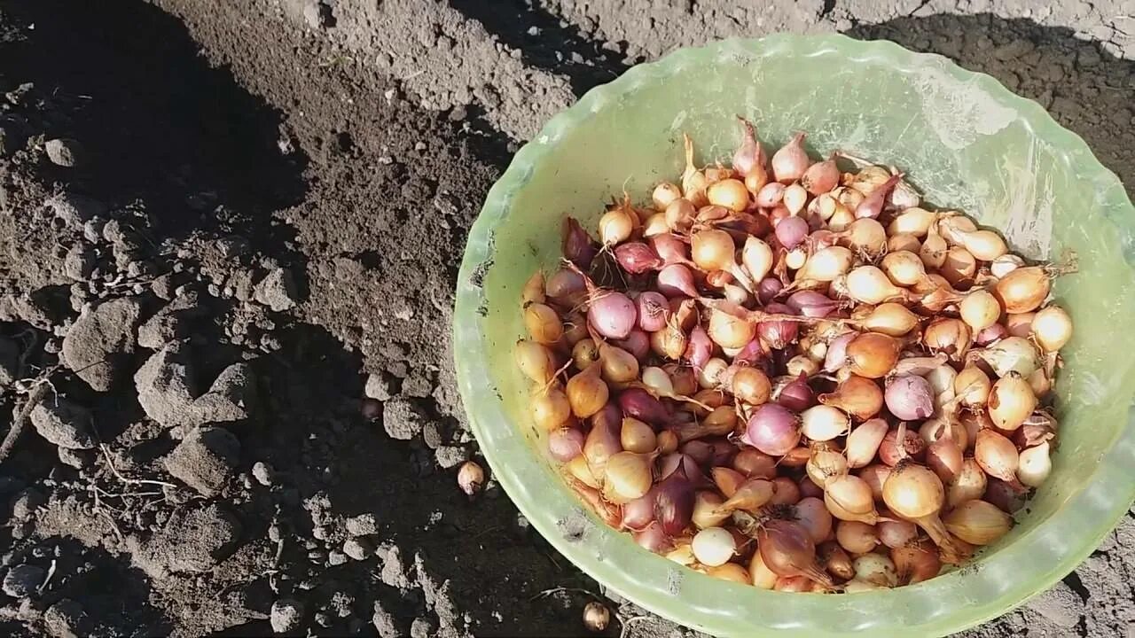 Высадка севка. Лук севок посадочный. Лук севок посев. Лук севок овсюжка.