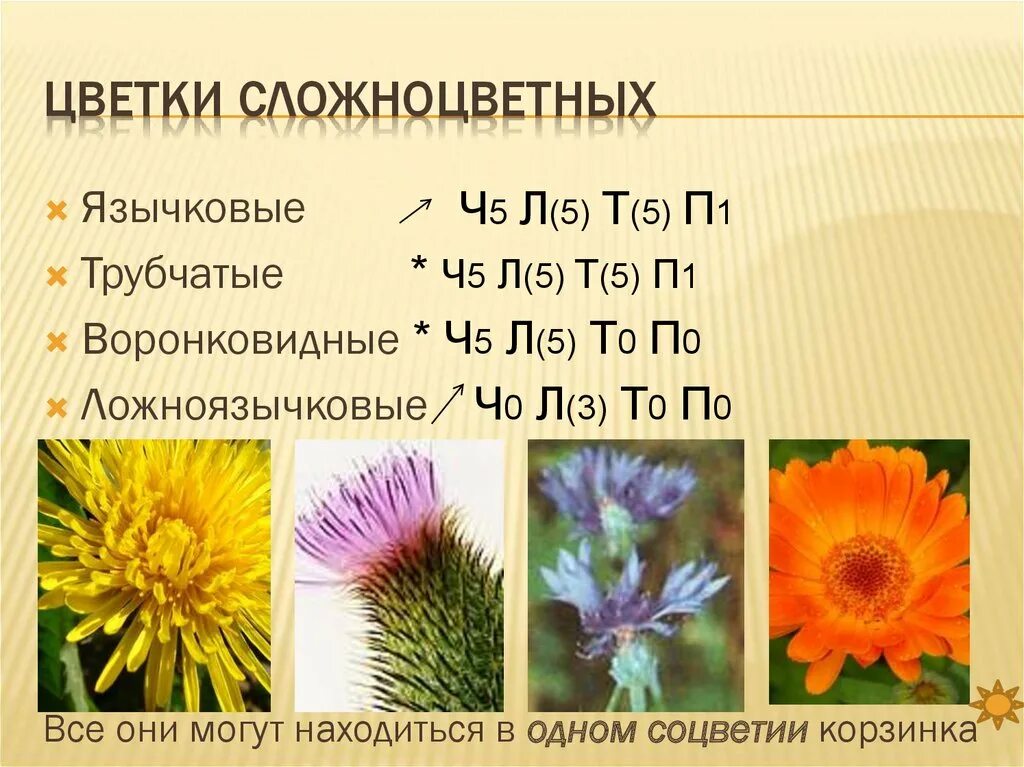 Формула цветка растений семейства сложноцветные