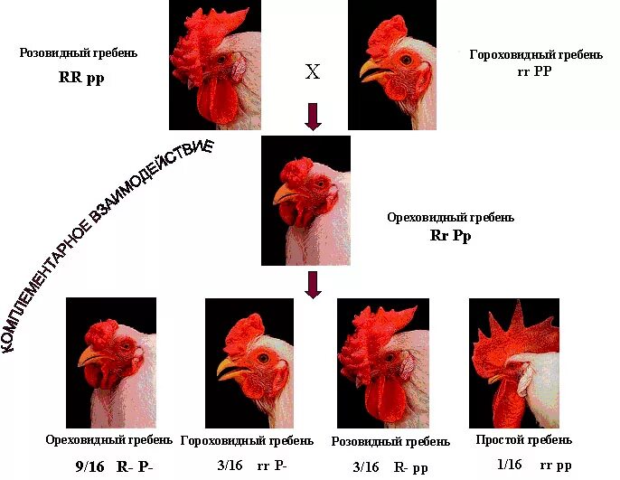 Комплементарность петушиный гребень. Наследование гребня у кур. Наследование формы гребня у кур.