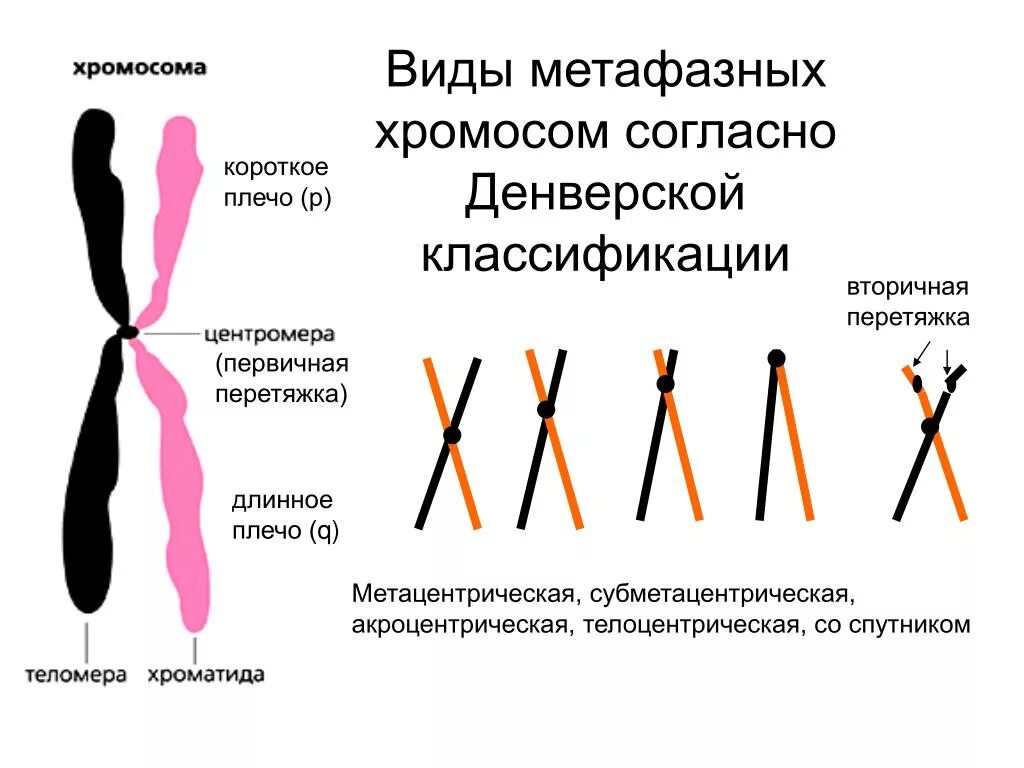 Какие типы хромосом вам известны. Строение и типы хромосом. Типы строения хромосом человека. 1. Строение хромосом.. Акроцентрические хромосомы человека.