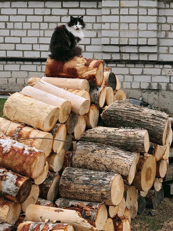 Дрова. Липовые дрова. Нарезанные дрова. Фотосессия с дровами. Приму дрова