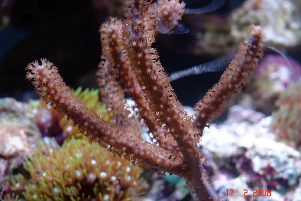 Coral 7. Горгония коралл. Горгонарии кораллы. Коралловые полипы горгонарии. Роговой коралл.