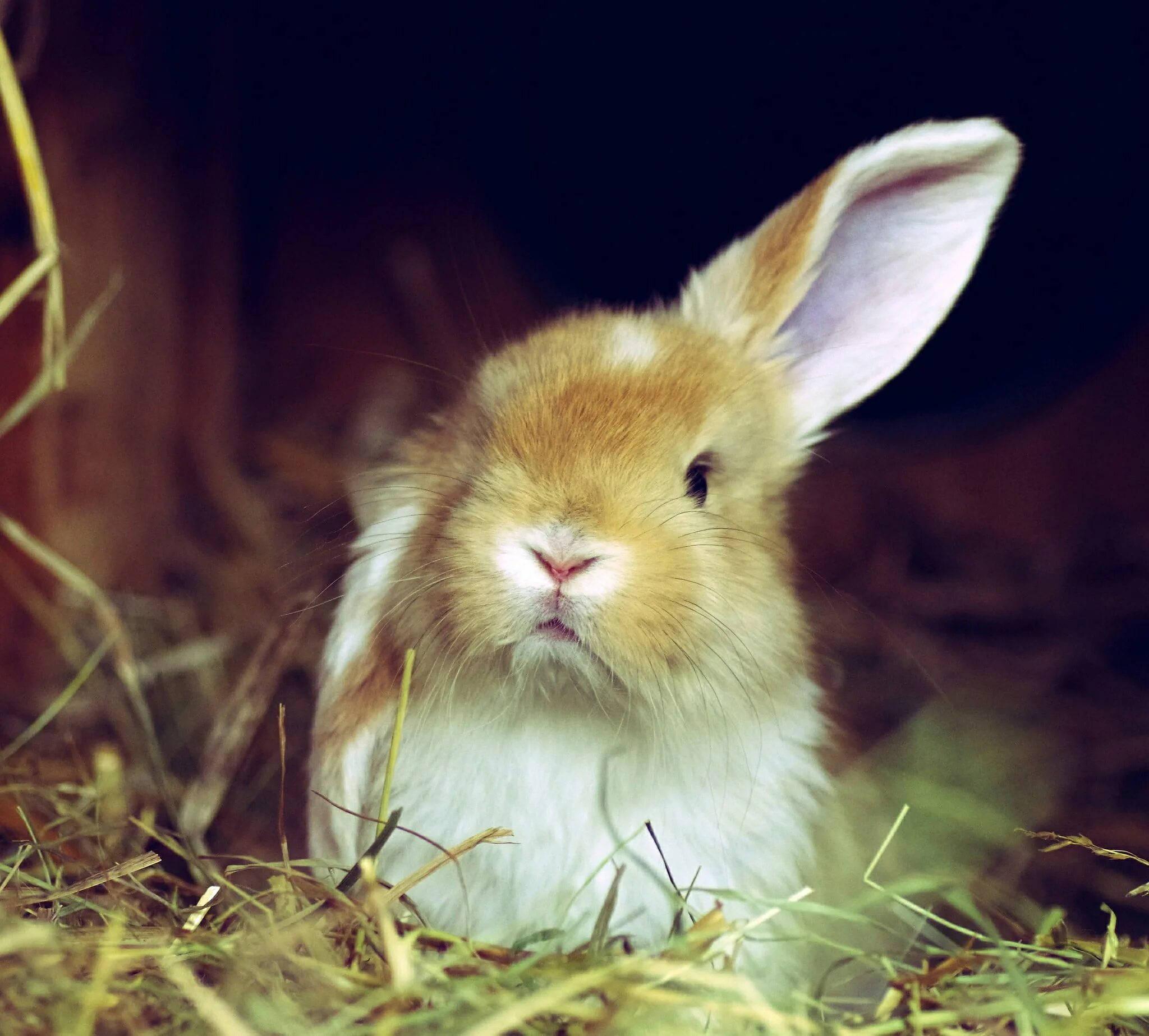 Animals rabbit. Длинноухий кролик. Милые зайчики. Заяц милый. Рыжий кролик.