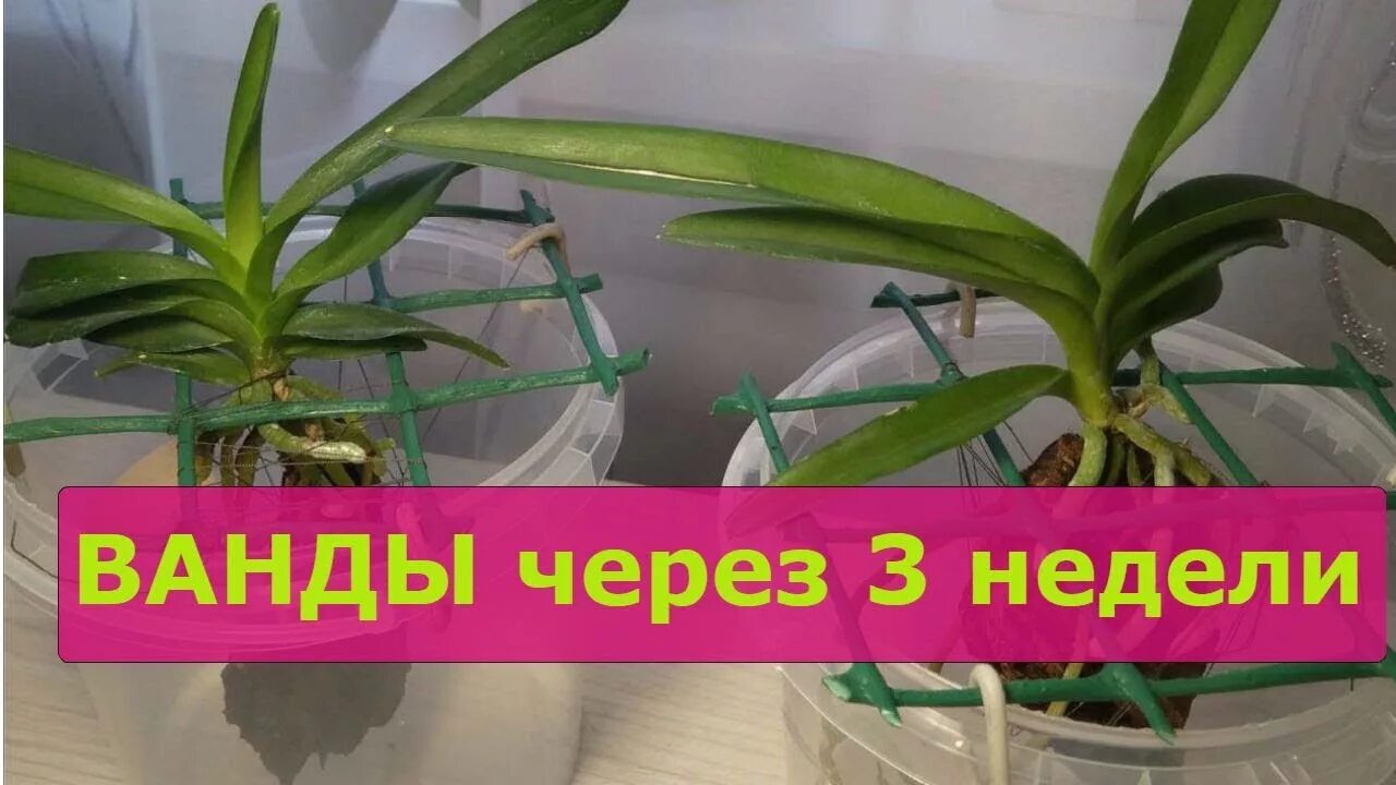 Как получить ванду