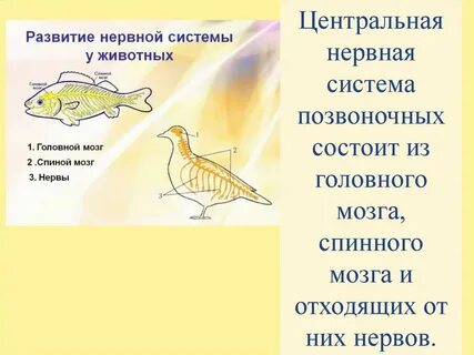 Нервная система позвоночных животных представлена
