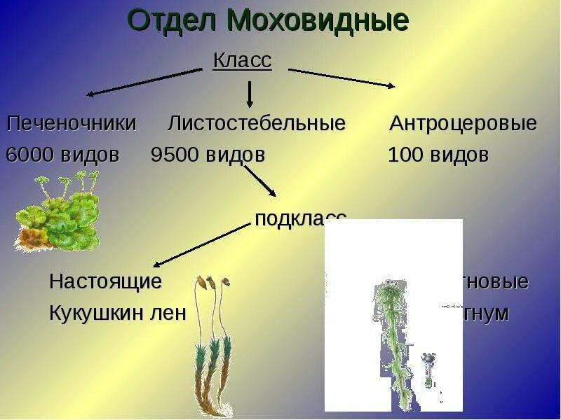 Высшие растения отдел Моховидные. Подцарство высшие растения отдел Моховидные. Высшие растения отдел Моховидные 7 класс биология. Подцарство высших растений отдел Моховидные 6 класс. Мхи имеют органы ткани