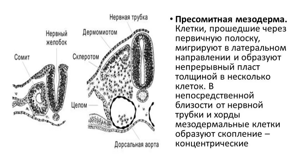 Пресомитная мезодерма. Дорсальная (пресомитная) мезодерма. Строение сомита. Мезодермальных клеток..