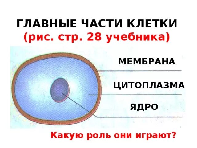 Клетка имеет две обязательные части клеточную мембрану. Основные части клетки: ядро, цитоплазма, мембрана .. Цитоплазма ядро мембрана. Клетка ядро цитоплазма мембрана. Три главные части клетки.