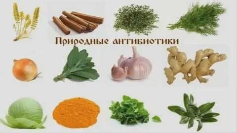 Овощи содержащие повышенное количество фитонцидов