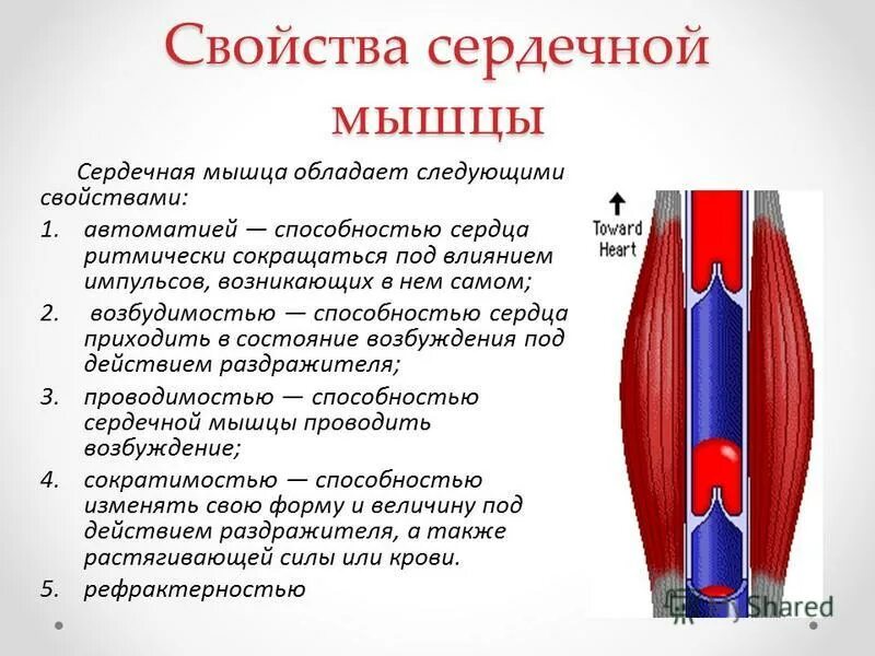 Особенности строения сердечных мышц. Нервная и гуморальная регуляция деятельности сердца. Качественные относительные и притяжательные прилагательные. Сердечные мышцы какое прилагательное. Колебания работы сердца.