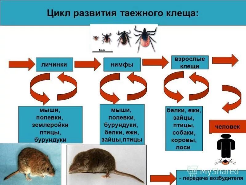 Жизненный цикл таежного клеща