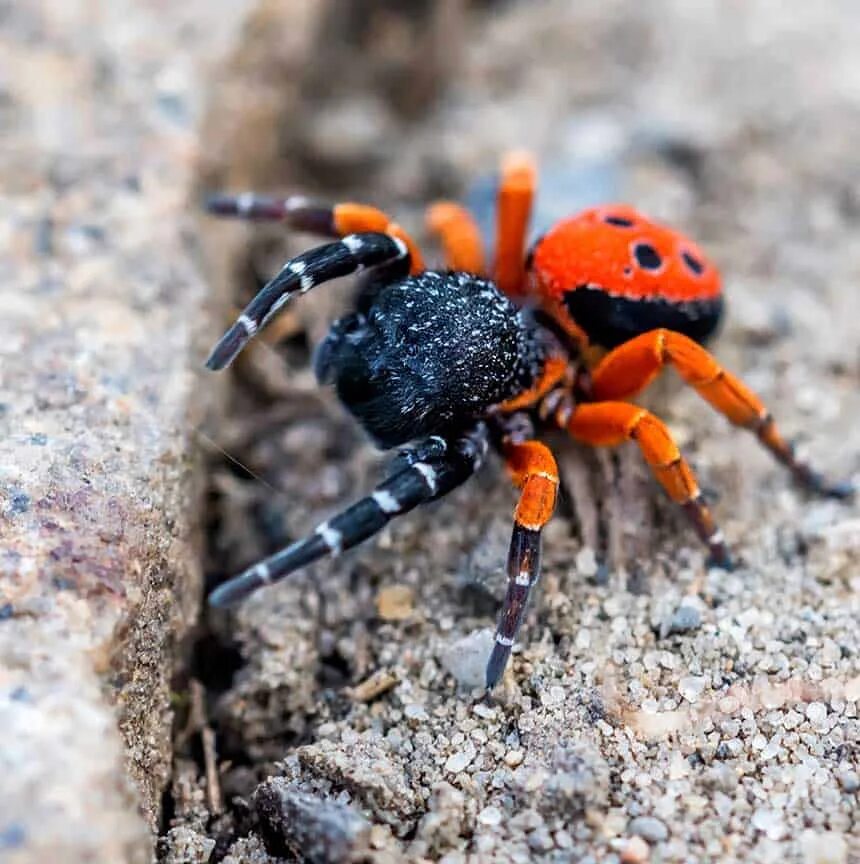 Паук сонник для женщины. Черно оранжевый паук. Приснился паук. К чему снятся пауки. Паук Дрим.