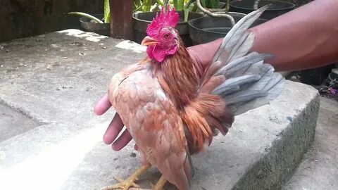 Малазийская серама