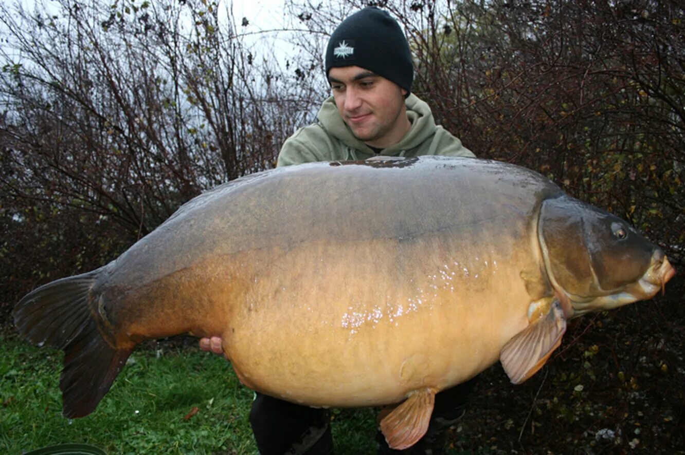 чешуя зеркального карпа. карп рамчатый. ангелинский зеркальный карп. карп безжелудковая рыба. рыба карп зеркальный.