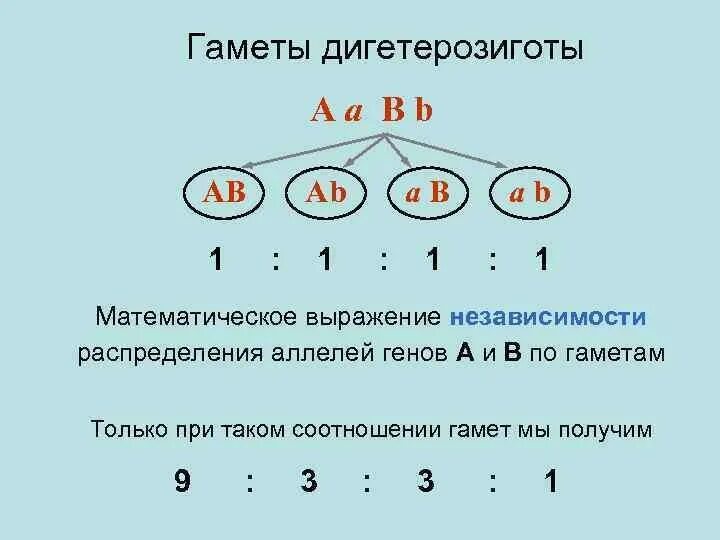 Дигомозигота. Генотип дигетерозигота. Типы гамет. Дигомозиготный генотип. Гетерозиготные особи имеют генотип