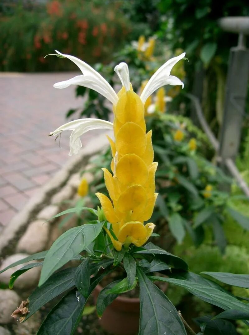 Желтый комнатный цветок название. Пахистахис. Пахистахис цветок. Тахис Пахис цветок. Цветок Пахистахис желтый.